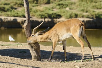 Southern lechwe (Kobus leche) next to a water pond in the dessert, captive, distribution Africa