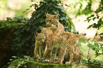 Eurasian lynx (Lynx lynx) mother with her youngsters in a forest, Bavaria, Germany, Europe