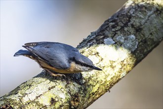 Eurasian Nuthatch, Sitta europaea in forest at winter sun