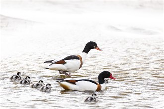 Common shelduck (Tadorna tadorna), breeding pair with chicks, Varanger, Finnmark, Norway, Europe