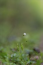 Close-up of a young greater stitchwort (Stellaria holostea), portrait format, nature photo, nature