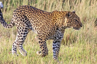 Close up at a Leopard (Panthera pardus) walking on the grass savanna in Africa, Maasai Mara