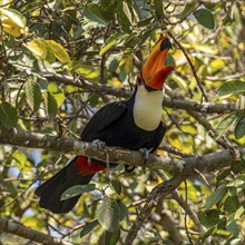 Toco toucan (Ramphastos toco), Pousada Santa Clara, Nhecolandia, Corumba, Mato Grosso do Sul,