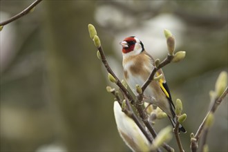 European goldfinch (Carduelis carduelis) adult bird on a garden Magnolia tree branch with blossom