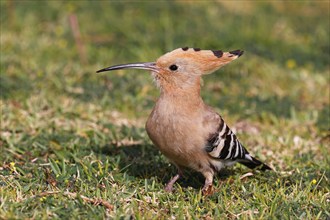 Hoopoe (Upupa epops), Gran Canaria, Canary Islands, Spain, Europe