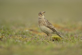 Eurasian skylark (Alauda arvensis) adult bird on grassland, England, United Kingdom, Europe