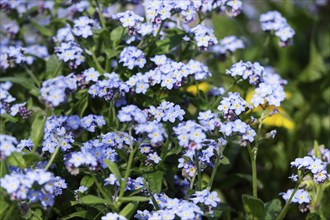 Forget-me-not, Spring, April, Germany, Europe