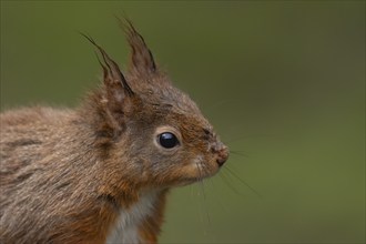 Red squirrel (Sciurus vulgaris) adult animal head portrait, Yorkshire, England, United Kingdom,