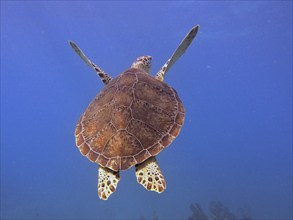 Hawksbill sea turtle (Eretmochelys imbricata imbricata), swimming, dive site John Pennekamp Coral