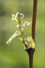 Young leaves of a grapevine in spring, viticulture, budding, shoots, vines, Baden-Württemberg,