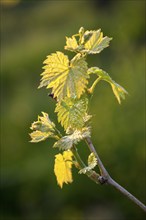 Young leaves of a grapevine in spring, viticulture, budding, shoots, vines, Baden-Württemberg,