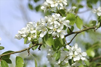 Pear tree blossom (Pyrus), pome fruit family (Pyrinae), meadow orchard, spring, Wilnsdorf, North