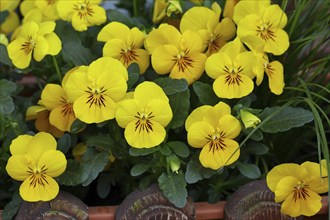 Pansy (Viola), yellow flower-bed in a flower bed in a garden, Wilnsdorf, North Rhine-Westphalia,