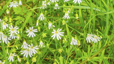 Chickweed (Rabelera holostea), true chickweed, large-flowered chickweed, close-up, nature