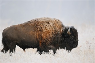 American bison (Bos bison, Bison bison), male, Yellowstone National Park, Wyoming, USA, North