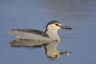 Black crowned night heron (Nycticorax nycticorax) swimming, Lake Kerkini, Greece, Europe