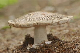 Pearl mushroom or blusher (Amanita rubescens), North Rhine-Westphalia, Germany, Europe