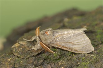 Pale tussock (Calliteara pudibunda), male, North Rhine-Westphalia, Germany, Europe