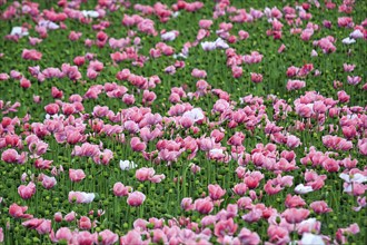 Opium poppy (Papaver somniferum), cultivation of edible poppy, poppy field, pink flowers and seed