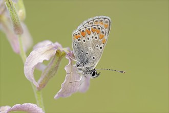 Brown argus (Aricia agestis) on the common levcoje (Matthiola fruticulosa), Provence, southern