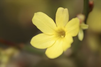 True winter jasmine or winter jasmine (Jasminum nudiflorum, Jasminum sieboldianum), flower,