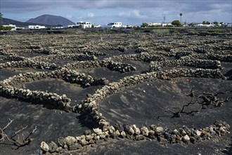 Typical viticulture in dry farming method, La Geria, Lanzarote, Canary Islands, Canary Islands,