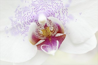 Butterfly orchid (Phalaenopsis), detail of the flower, houseplant, North Rhine-Westphalia, Germany,