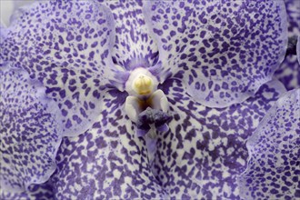 Orchid 'Vanda Trevor Rathbone' (Vanda hybride), flower detail, houseplant, North Rhine-Westphalia,