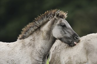 Dülmener Wildpferd, foal, Merfelder Bruch, Dülmen, North Rhine-Westphalia, Germany, Europe