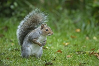 Grey squirrel (Sciurus carolinensis) adult animal standing on a garden lawn, England, United