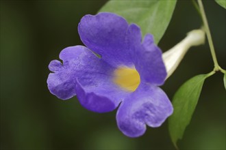 Bush clockvine (Thunbergia erecta), flower, native to Africa, ornamental plant, North