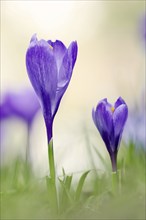 Crocuses (Crocus spec.) in bloom in spring, North Rhine-Westphalia, Germany, Europe