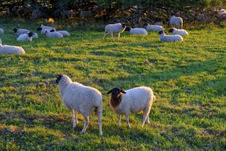 Rhön sheep, flock of sheep, sheep, sunrise, Hochrhön road, UNESCO biosphere reserve, near Hausen,