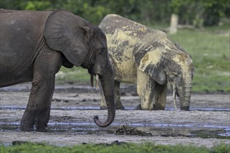 African forest elephants (Loxodonta cyclotis) in the Dzanga Bai forest clearing, Dzanga-Ndoki