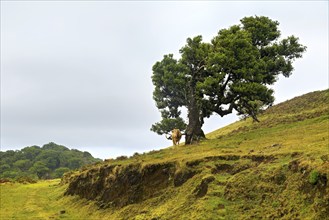 Eine Kuh neben einem großen Baum auf einem hügeligen Weideland unter einem bewölkten Himmel,