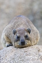 Resting Klippschlieferder (Procavia capensis), captive, occurrence Africa, Baden-Württemberg,