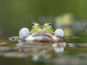 Green frog (Pelophylax esculentus) sitting in a pond during courtship with sound bubble and