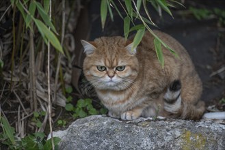 Domestic cat in the garden, North Rhine-Westphalia, Germany, Europe