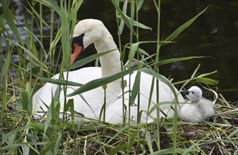 Mute swan (Cygnus olor) offspring, chick, Schleswig-Holstein, Germany, Europe