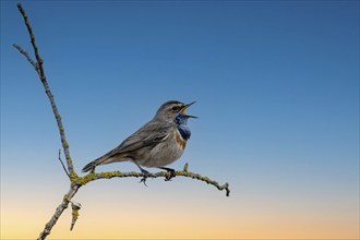 Bluethroat (Luscinia svecica) singing on a branch, wildlife, Germany, Europe