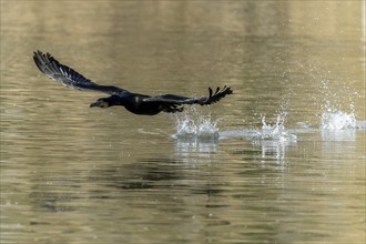 Great cormorant (Phalacrocorax carbo), flying, wildlife, Germany, Europe