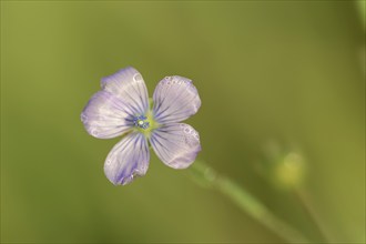 Biennial flax or wild flax (Linum bienne, Linum angustifolium), flower, Provence, southern France