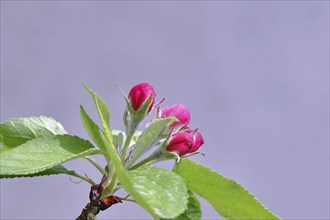 Apple blossoms (Malus), red still closed blossoms in front of a blue sky, Wilnsdorf, Nordrhein.