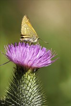 Thick-headed butterfly, June, Germany, Europe