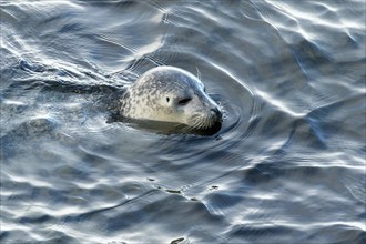 Harbor seal, phoca vitulina vitulina. Seal floating in the sea and watching. Head above the water.