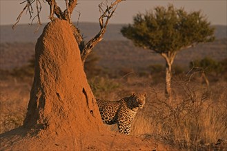 Leopard (Panthera pardus), standing in the soft evening light in the savannah next to a termite