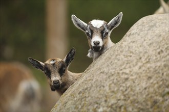 Domestic goat, five-day-old young, Sweden, Scandinavia, Europe