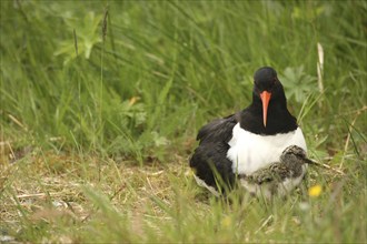 Oystercatcher (Haematopus ostralegus) with a few days old chick, Lofoten, Norway, Scandinavia,