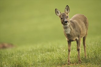 European roe deer (Capreolus capreolus) doe in winter coat and with injury to the left eye on the