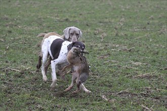 German Shorthaired Hound retrieves a hare (Lepus europaeus) and is harassed by a Weimaraner